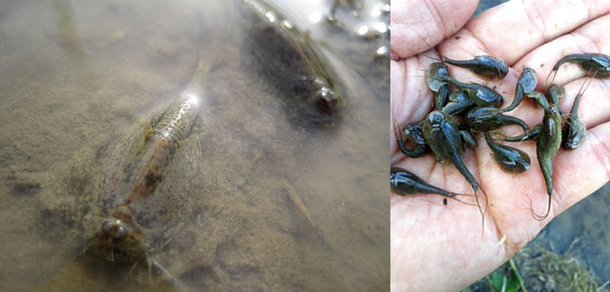 生きる化石といわれている「カブトエビ」