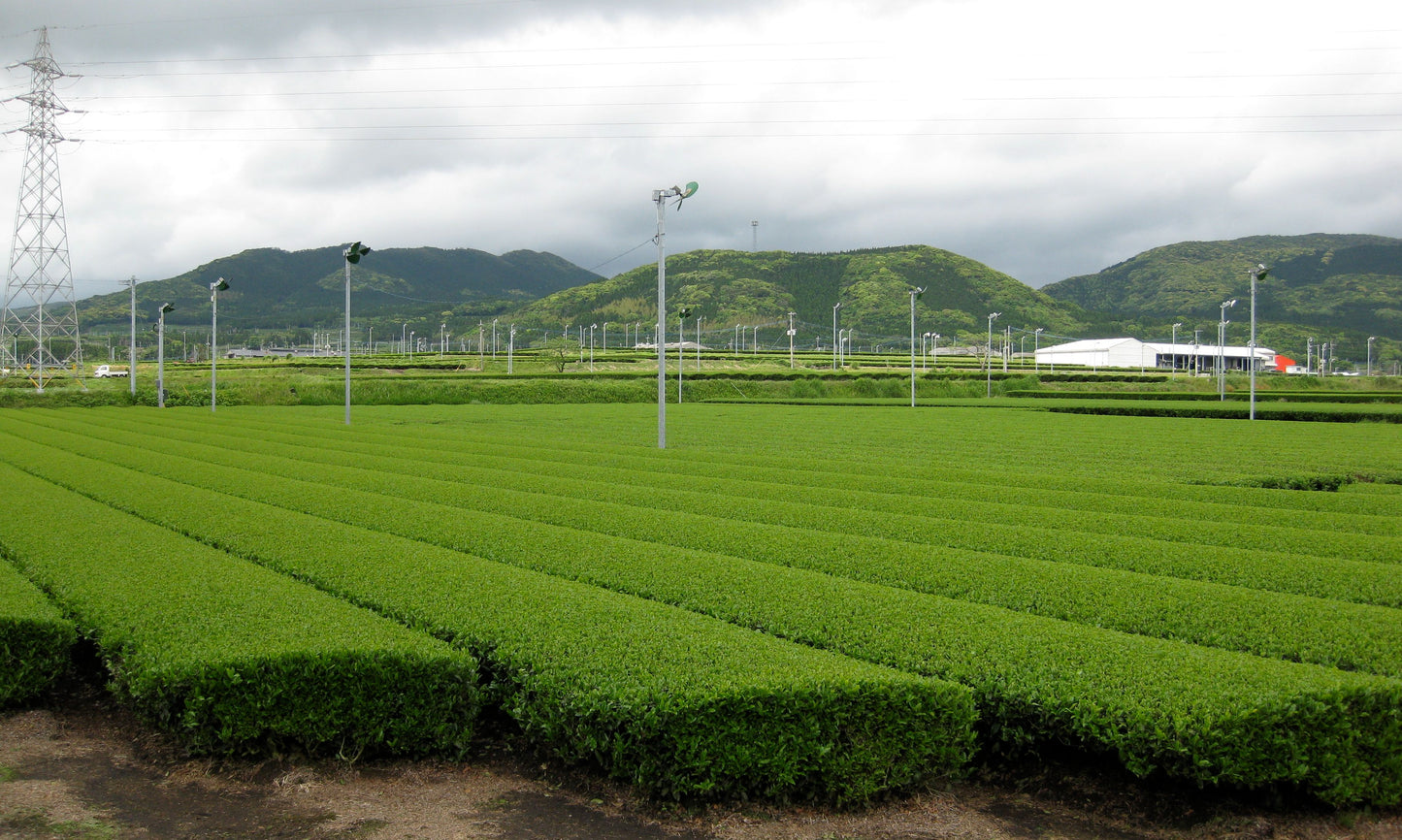 南国薩摩の生まれの知覧茶