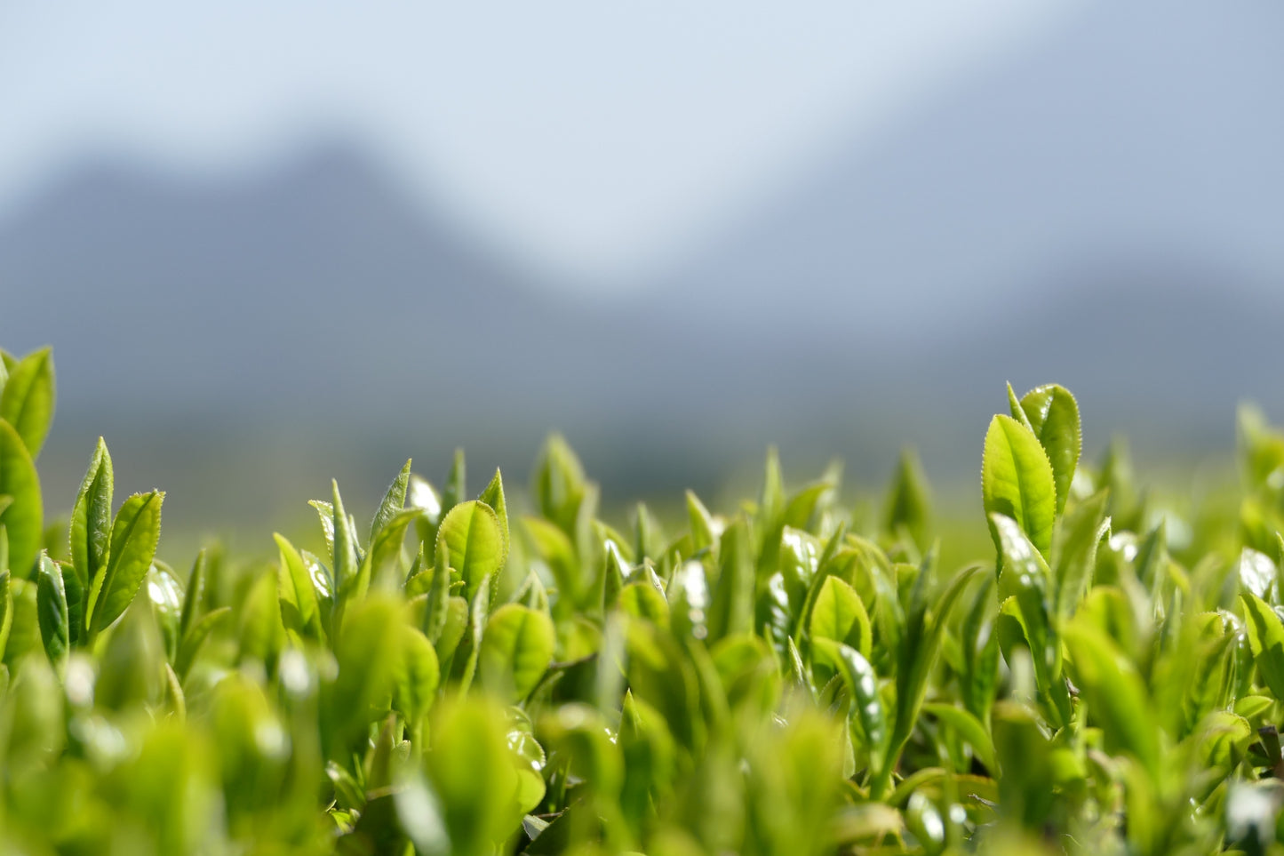 南国薩摩の生まれの知覧茶
