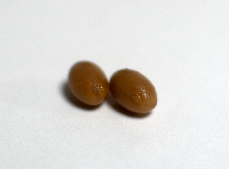 納豆キナーゼ【血流改善／血栓症予防／コレステロール値を下げる】 240粒