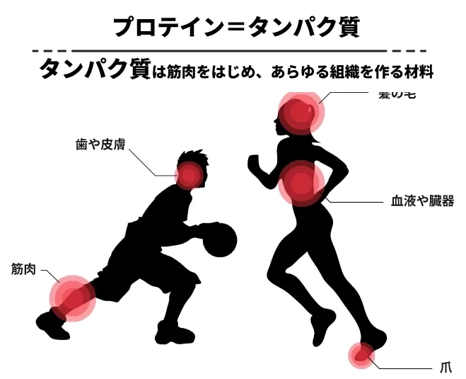 プロテインはなぜ必要なのか？