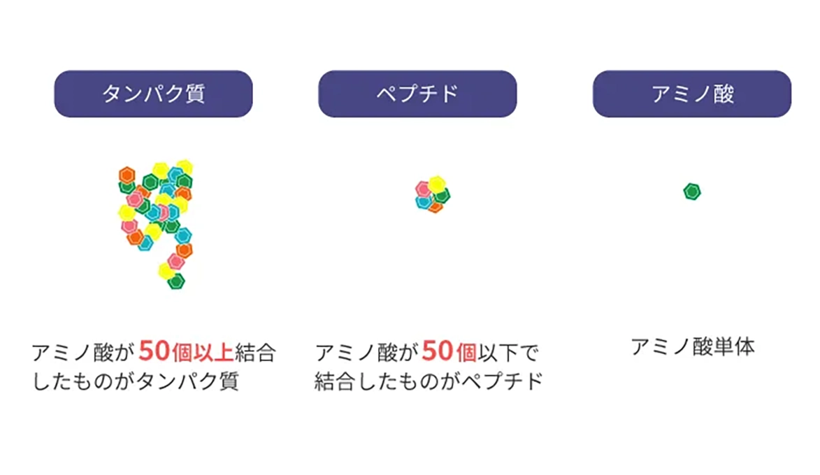 グルタミン（アミノ酸）は、ペプチドで摂取することがもっとも効率が良い