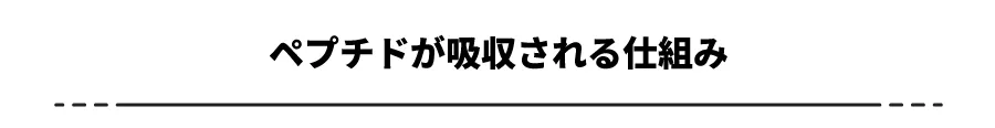 ペプチドが吸収される仕組み