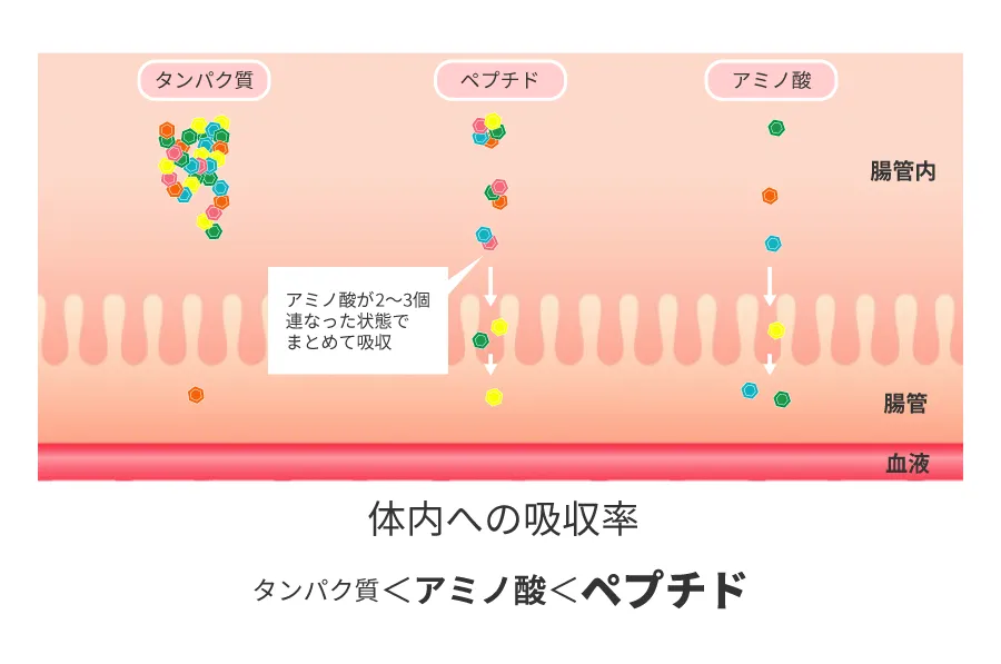 ペプチドが吸収される仕組み