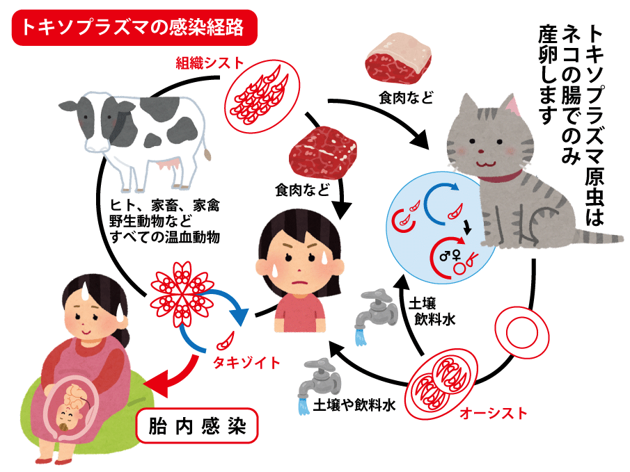 トキソプラズマの感染経路