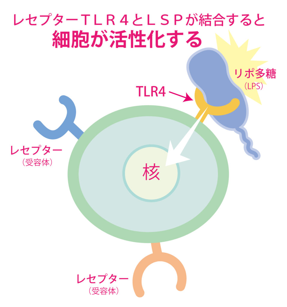 リポ多糖が、ＴＬＲ4と結合すると細胞が活性化する